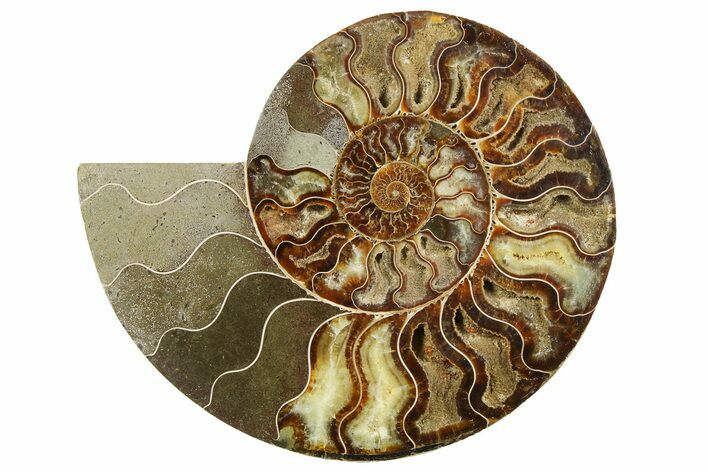 Cut & Polished Ammonite Fossil (Half) - Madagascar #256201